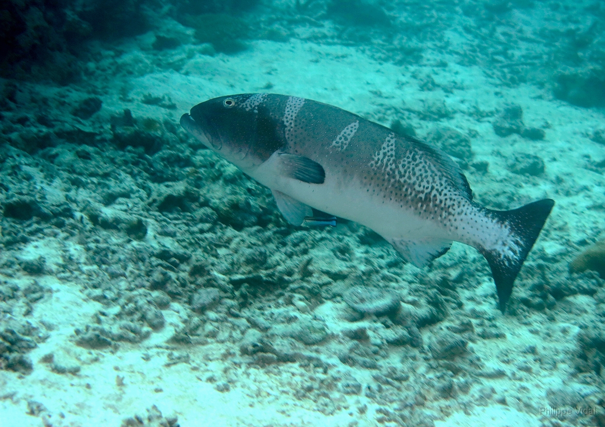 Velidhu - 2013_03_11 - IMG_0539rf_Merou selle ou leopard - Plectropomus laevis_Kuda reef_Plongee.jpg